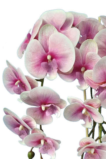 Różowo biały storczyk orchidea- kompozycja kwiatowa 60 cm 3pgrjx
