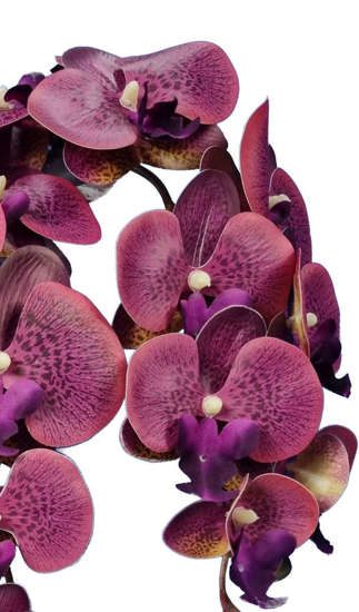 Storczyk orchidea- piękna kompozycja kwiatowa 60 cm 3pgn2