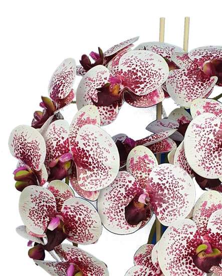 Śliczny storczyk orchidea- kompozycja kwiatowa 60 cm 3pgbk