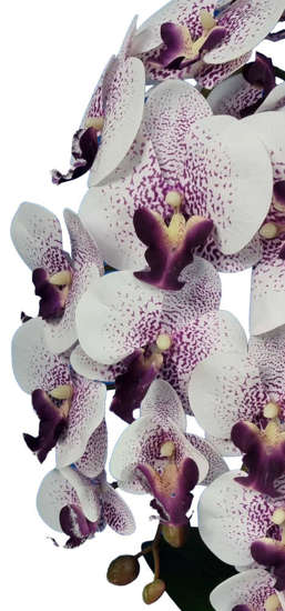 Biało fioletowy storczyk orchidea- kwiaty 60 cm 3PGFKR