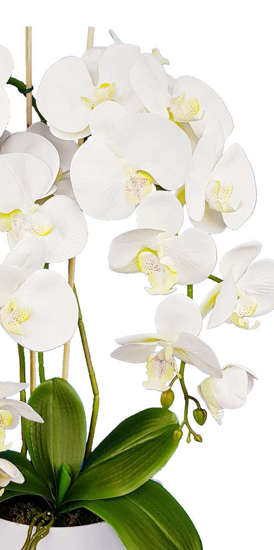 Biały storczyk orchidea- kompozycja kwiatowa 60 cm 3PGB