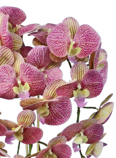 Fuksjowo żółty storczyk orchidea- kompozycja kwiatowa 60 cm 3pgrk2x