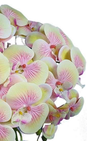 Śliczny storczyk orchidea- kompozycja kwiatowa 60 cm 3PGLC