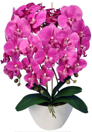 Fuksjowy Storczyk orchidea- piękna kompozycja kwiatowa 60 cm 3pgo2