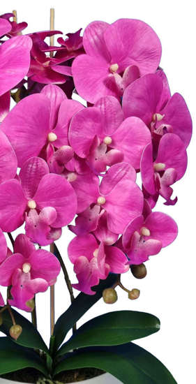 Fuksjowy Storczyk orchidea- piękna kompozycja kwiatowa 60 cm 3pgo2