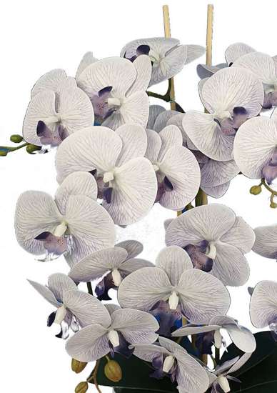 Śliczny storczyk orchidea- kompozycja kwiatowa 60 cm 3pgjn
