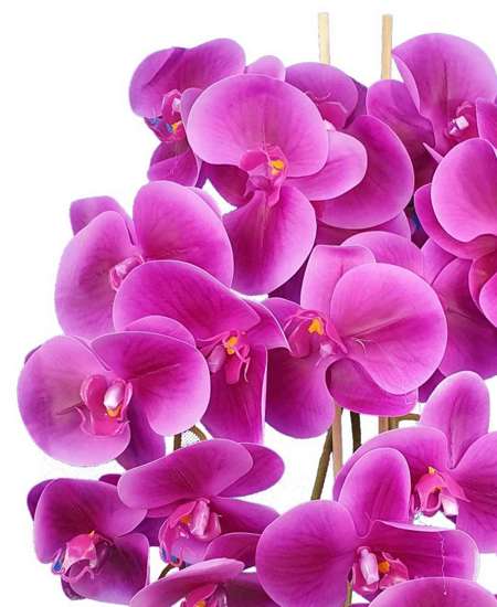 Śliczny fioletowy storczyk orchidea- kompozycja kwiatowa 60 cm 3pgo