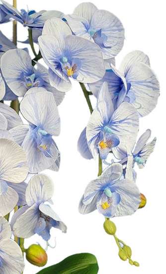 Błękitno biały storczyk orchidea- kompozycja kwiatowa 60 cm 3psn