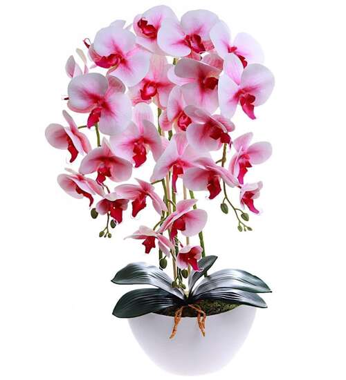 Śliczny storczyk orchidea- kompozycja kwiatowa 60 cm 3pgrj