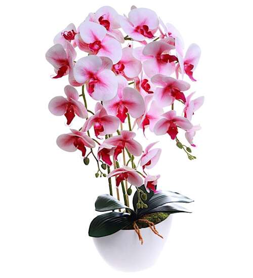 Śliczny storczyk orchidea- kompozycja kwiatowa 60 cm 3pgrj