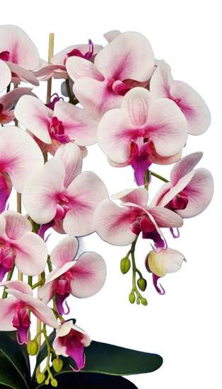 Śliczny storczyk orchidea- kompozycja kwiatowa 60 cm 3pgrj