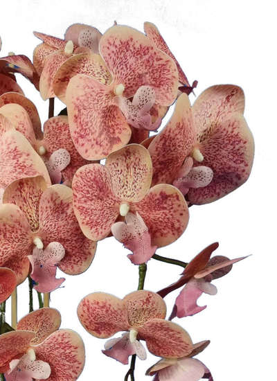 Piękny storczyk orchidea- kompozycja kwiatowa 60 cm 3pgsf