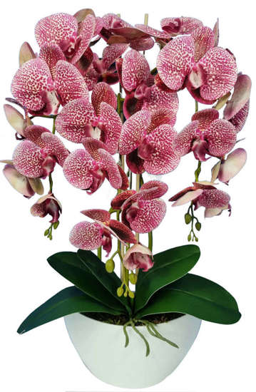 Storczyk orchidea- kompozycja kwiatowa 60 cm 3PGRK