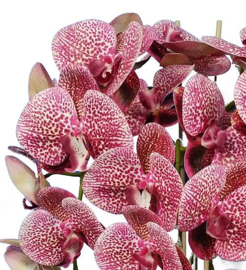 Storczyk orchidea- kompozycja kwiatowa 60 cm 3PGRK