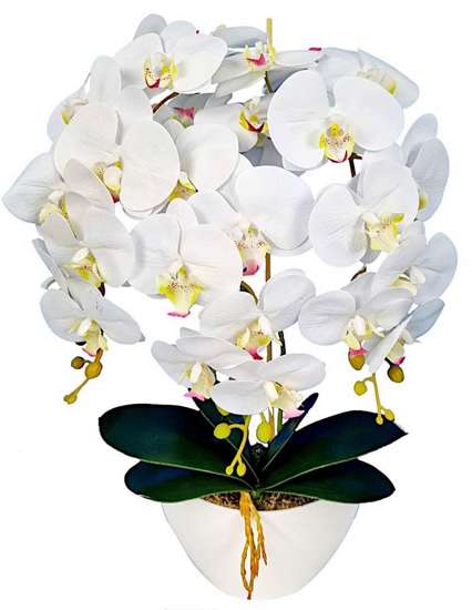 Śliczny biały storczyk orchidea- kompozycja kwiatowa 60 cm 3pgbb