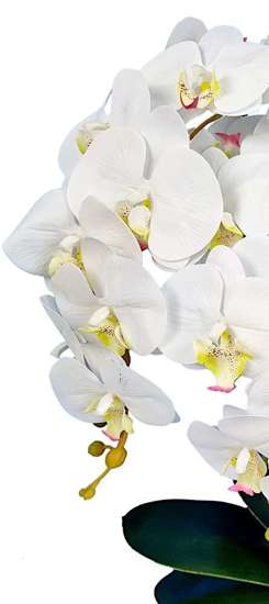 Śliczny biały storczyk orchidea- kompozycja kwiatowa 60 cm 3pgbb