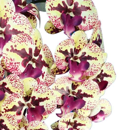 Żółto fioletowy storczyk orchidea- sztuczne kwiaty 60 cm 3pgzbk