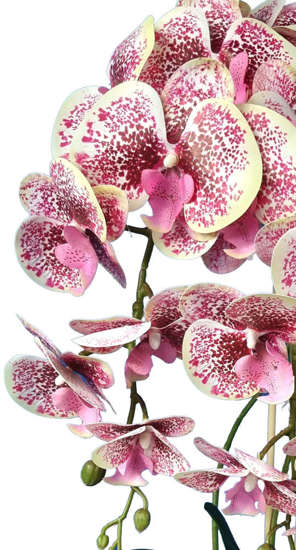 Różowo żółty storczyk orchidea- kompozycja kwiatowa 60 cm 3pgbkx