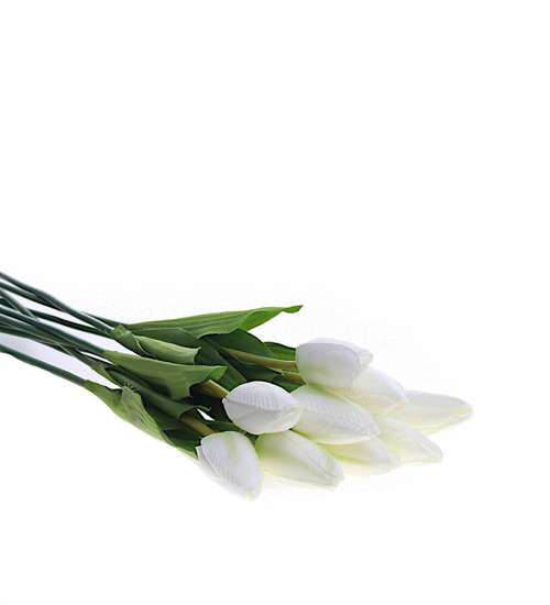 Biały tulipan Jak żywy /KW31 K35 H2 K001/