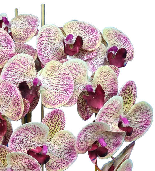 Storczyk orchidea- kompozycja kwiatowa 60 cm 3PGH