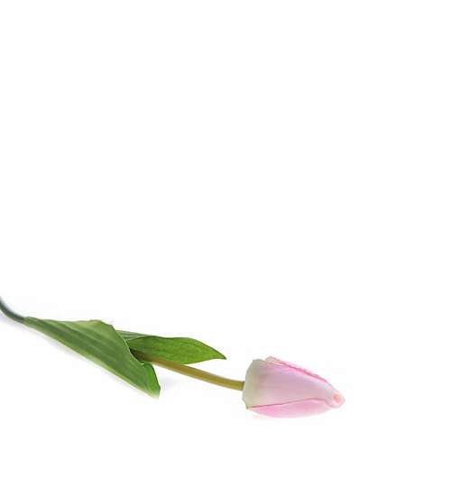 Biało różowy tulipan Jak żywy /KW34 K38 H2 K001/