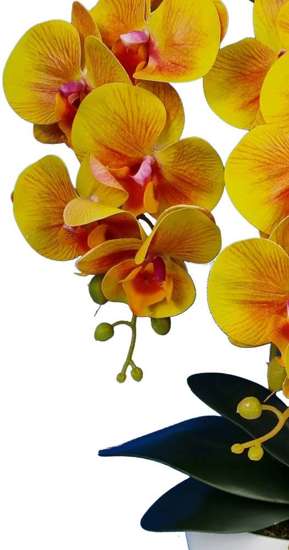 Pomarańczowy storczyk orchidea- kompozycja kwiatowa 60 cm 3PGP