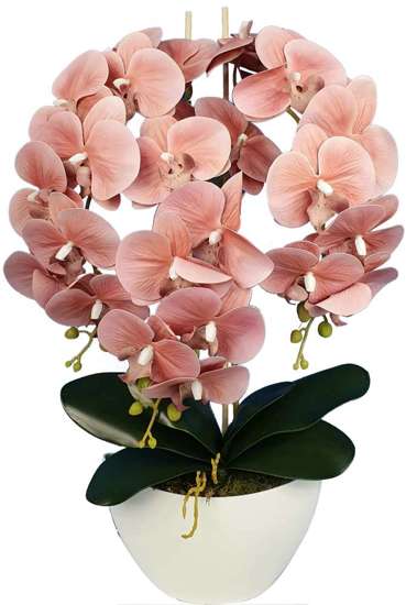 Śliczny storczyk orchidea- kompozycja kwiatowa 60 cm 3pgbz