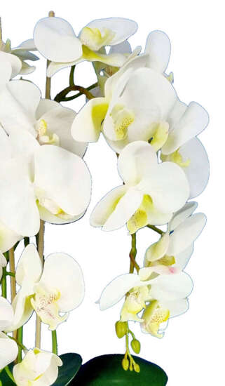 Storczyk orchidea Ecru- sztuczne kwiaty 60 cm 3pgbw