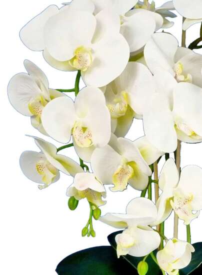 Storczyk orchidea Ecru- sztuczne kwiaty 60 cm 3pgbw