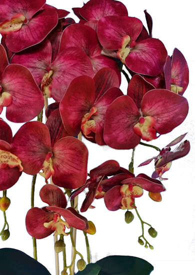 Śliczny bordowy storczyk orchidea- kompozycja kwiatowa 60 cm 3pgrr