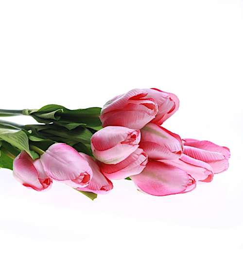 Biało różowy tulipan Jak żywy /KW39 K70 H2 K001/