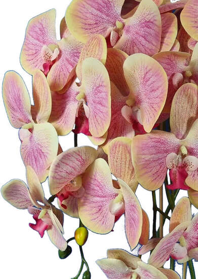 Storczyk orchidea- kompozycja kwiatowa 60 cm 3pgrz