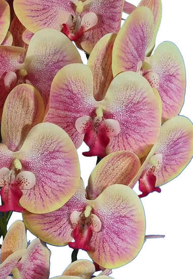 Storczyk orchidea- kompozycja kwiatowa 60 cm 3pgrz