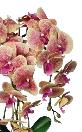 Fuksjowo żółty storczyk orchidea- kompozycja kwiatowa 60 cm 3pgpr