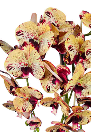 Żółto różowe storczyk orchidea sztuczne kwiaty 60 cm 3pgfkr