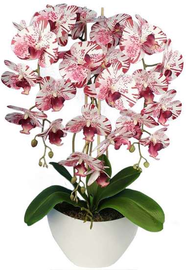 Kolorowy storczyk orchidea- kompozycja kwiatowa 60 cm 3PGNJ