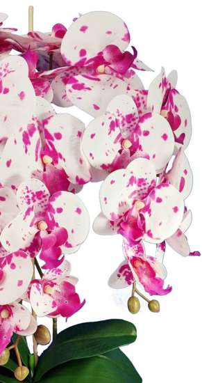 Storczyk orchidea- śliczna kompozycja kwiatowa 60 cm 3pgof