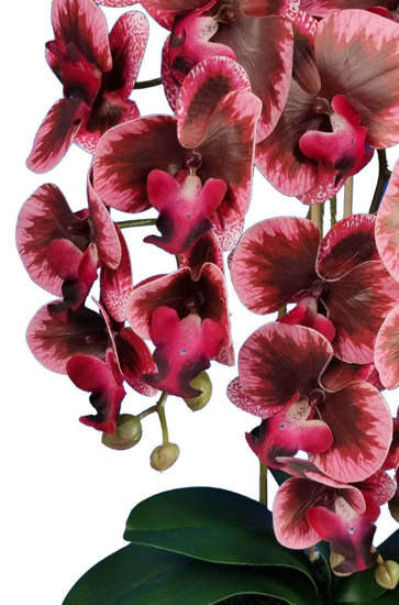 Storczyk orchidea-  kompozycja kwiatowa trzy pędy 60 cm 3pgbor