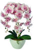 Różowo biały storczyk orchidea- kompozycja kwiatowa 60 cm 3pgrjx