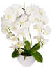 Biały storczyk orchidea- kompozycja kwiatowa 60 cm 3PGB