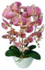 Fuksjowo żółty storczyk orchidea- kompozycja kwiatowa 60 cm 3pgrk2x