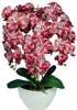 Biało fioletowy storczyk orchidea- kwiaty 60 cm 3PGKRT