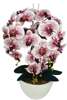 Różowo biały storczyk orchidea- kompozycja kwiatowa 60 cm 3pgbk