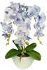 Błękitno biały storczyk orchidea- kompozycja kwiatowa 60 cm 3psn