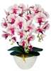 Śliczny storczyk orchidea- kompozycja kwiatowa 60 cm 3pgrj