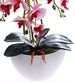 Śliczny storczyk orchidea- kompozycja kwiatowa 60 cm 3pgrj