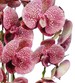 Storczyk orchidea- kompozycja kwiatowa 60 cm 3PGRK