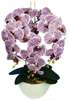 Śliczny fioletowy storczyk orchidea- kompozycja kwiatowa 60 cm 3pgfk
