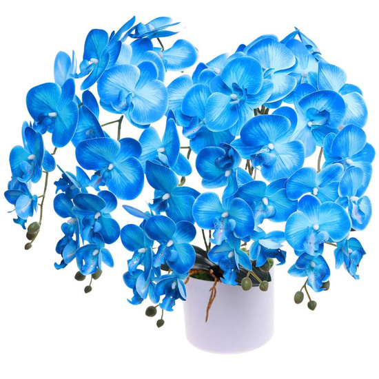 Niebieski duży storczyk orchidea Kompozycja kwiatowa 5 Pędów 60 cm KOMp77 S640