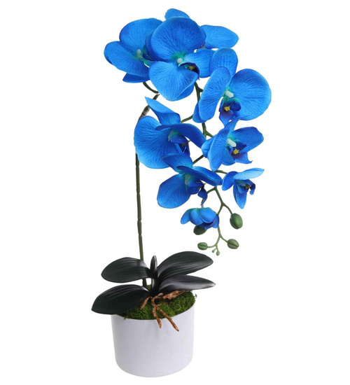 Niebieski storczyk orchidea Kompozycja kwiatowa 55 cm KOMp64 S240